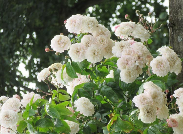 Rosa 'Felicite Perpetue' (Rambling Rose)